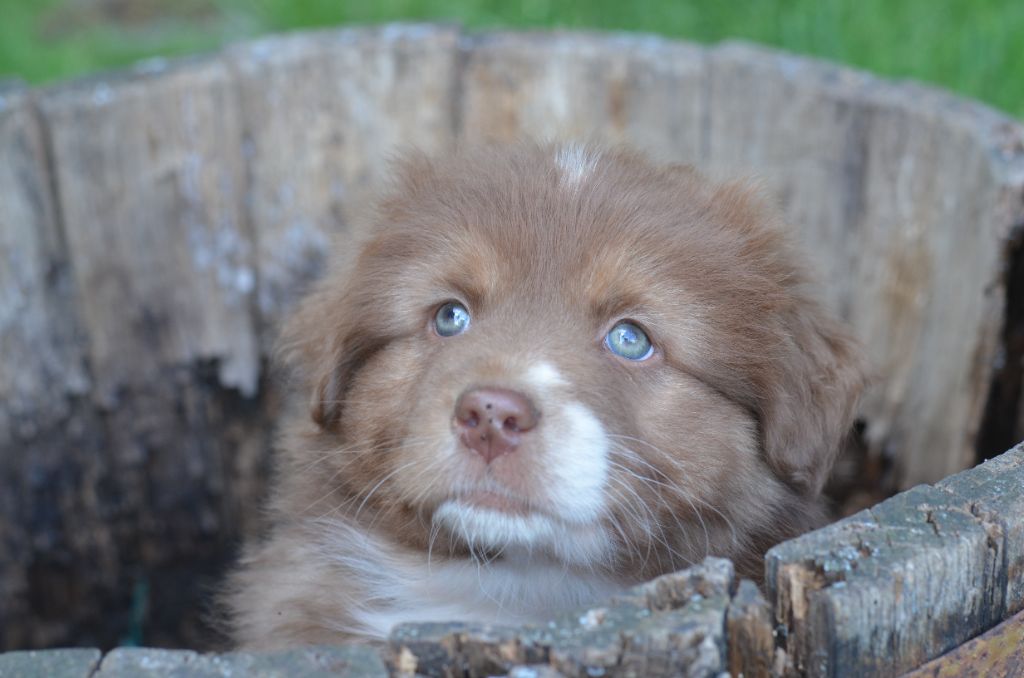 Du Domaine De Pidamel - Chiots disponibles - Berger Australien