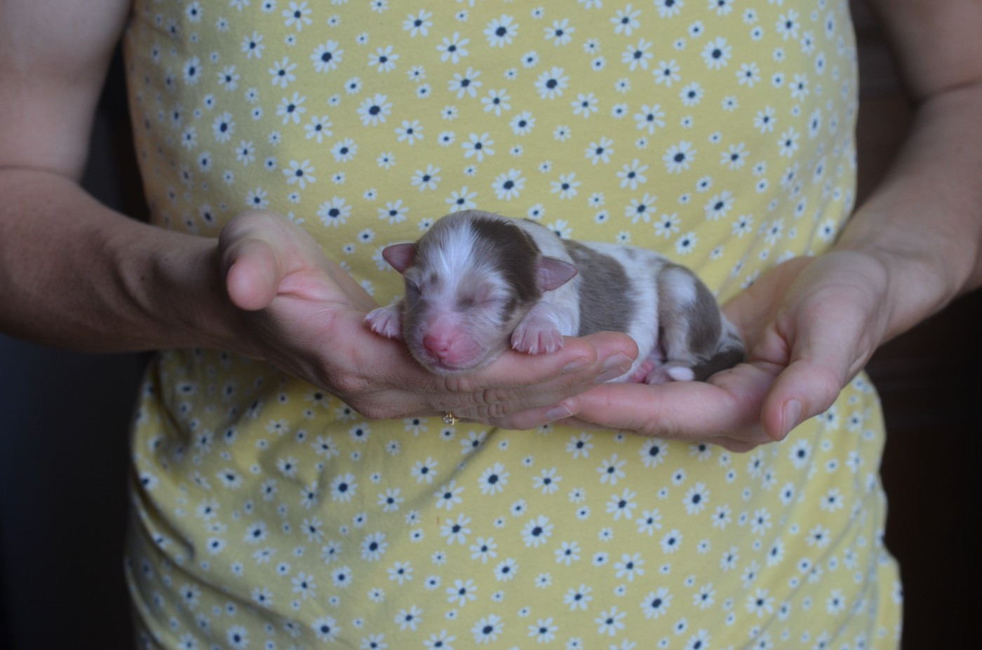 Du Domaine De Pidamel - Chiots disponibles - Berger Australien