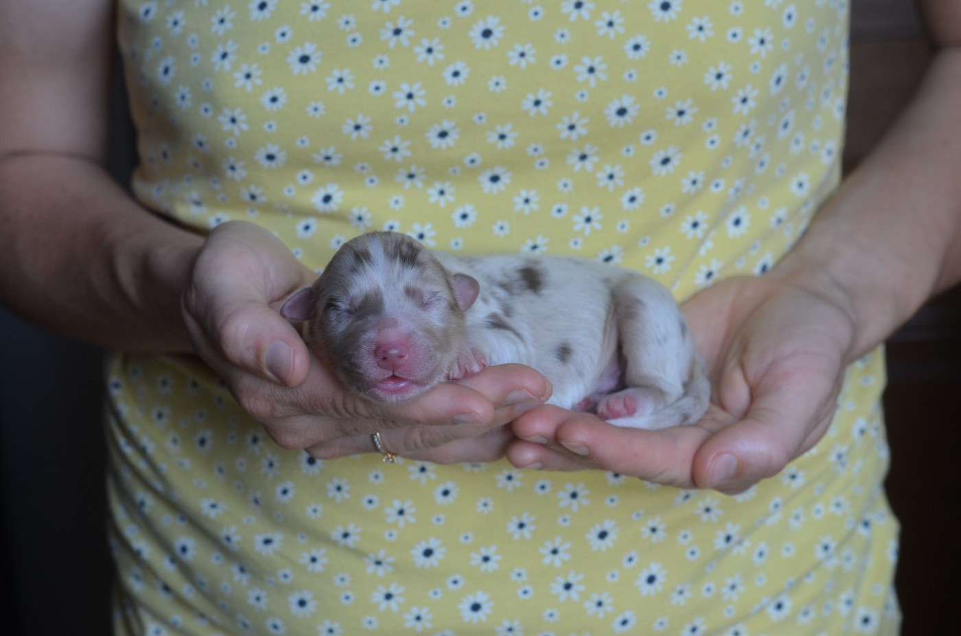 Du Domaine De Pidamel - Chiots disponibles - Berger Australien