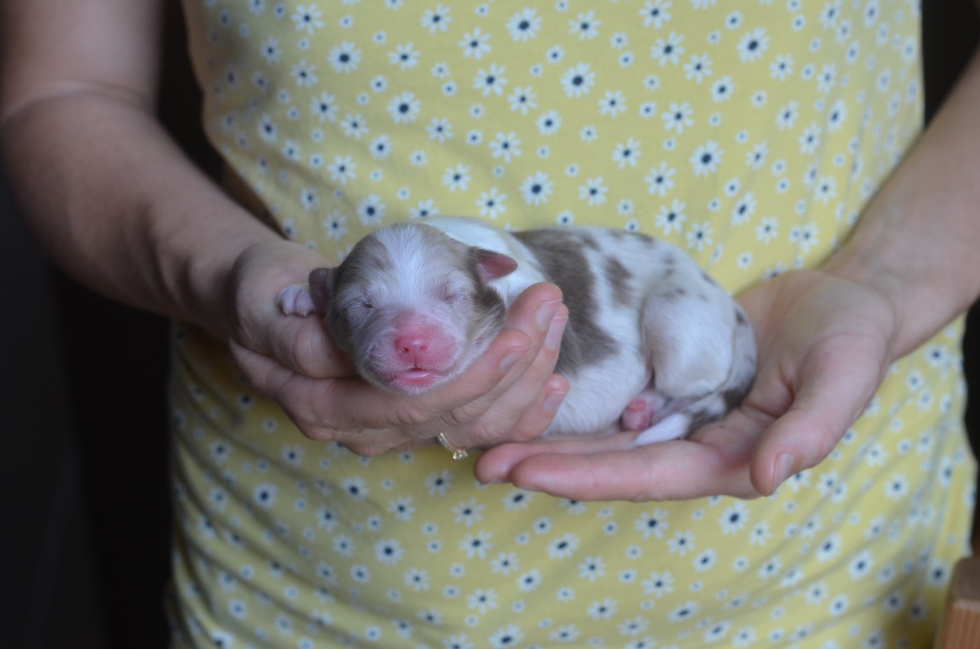 Du Domaine De Pidamel - Chiots disponibles - Berger Australien