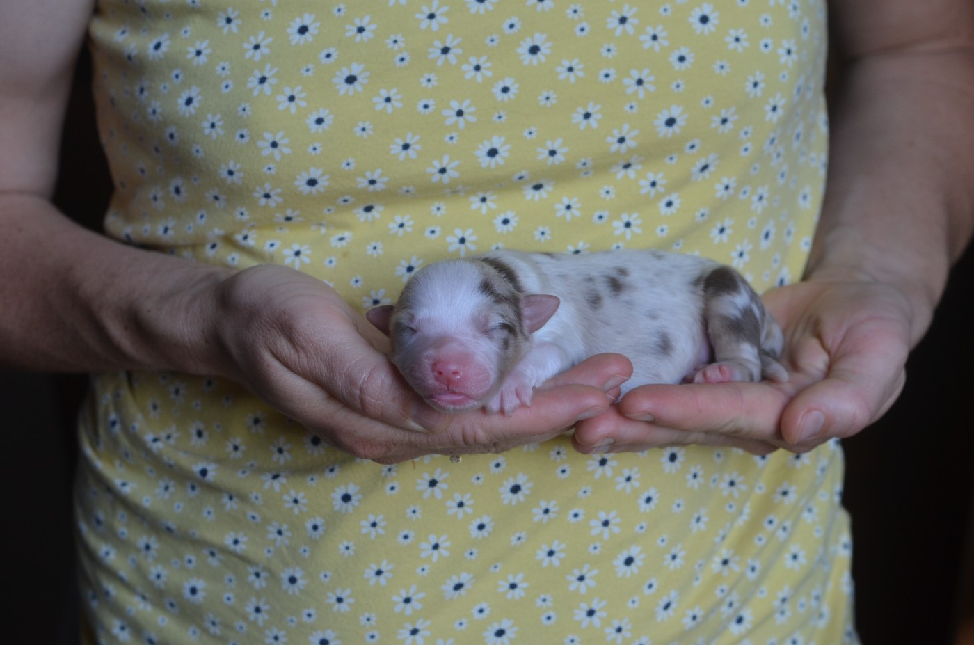 Du Domaine De Pidamel - Chiots disponibles - Berger Australien