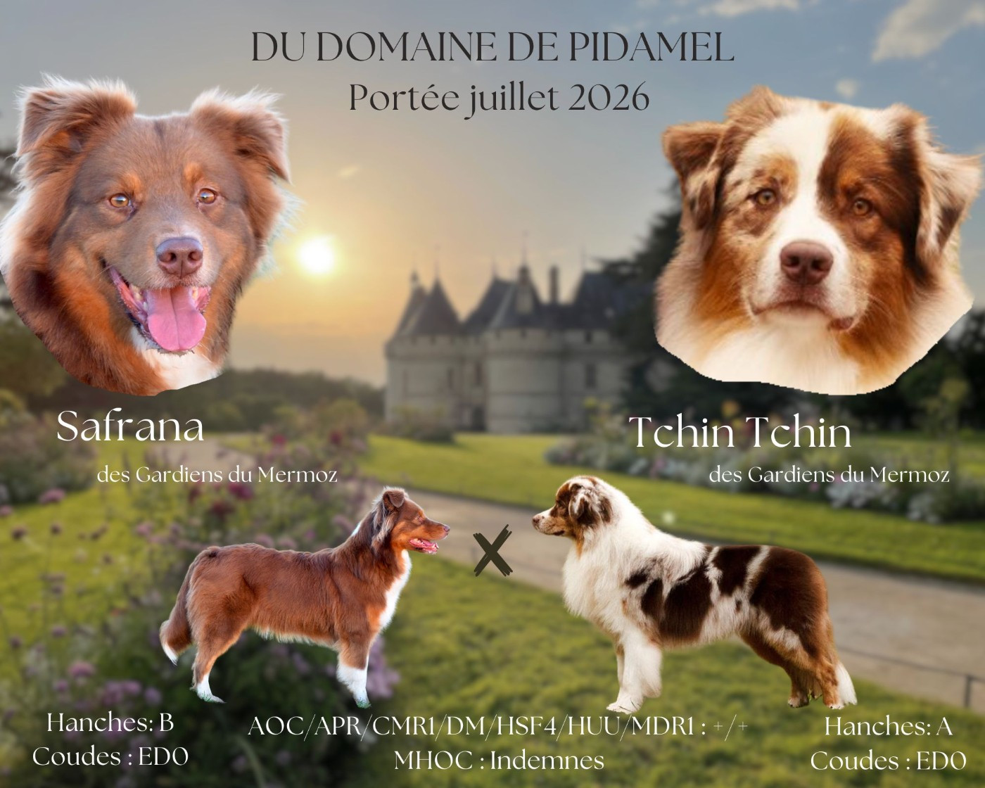 Chiot Berger Australien Du Domaine De Pidamel