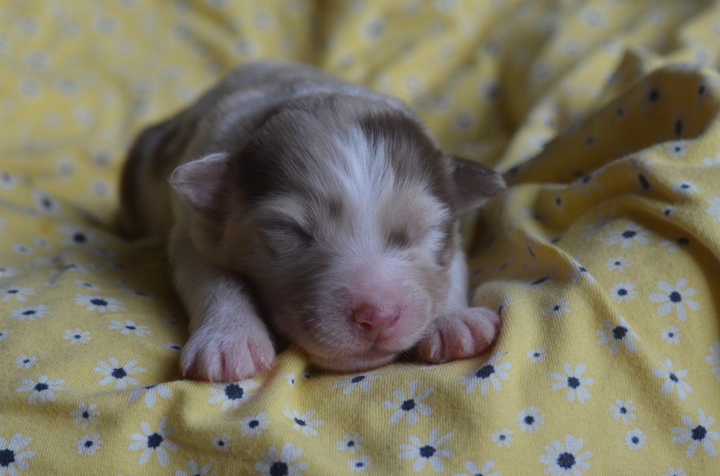 Du Domaine De Pidamel - Chiots disponibles - Berger Australien