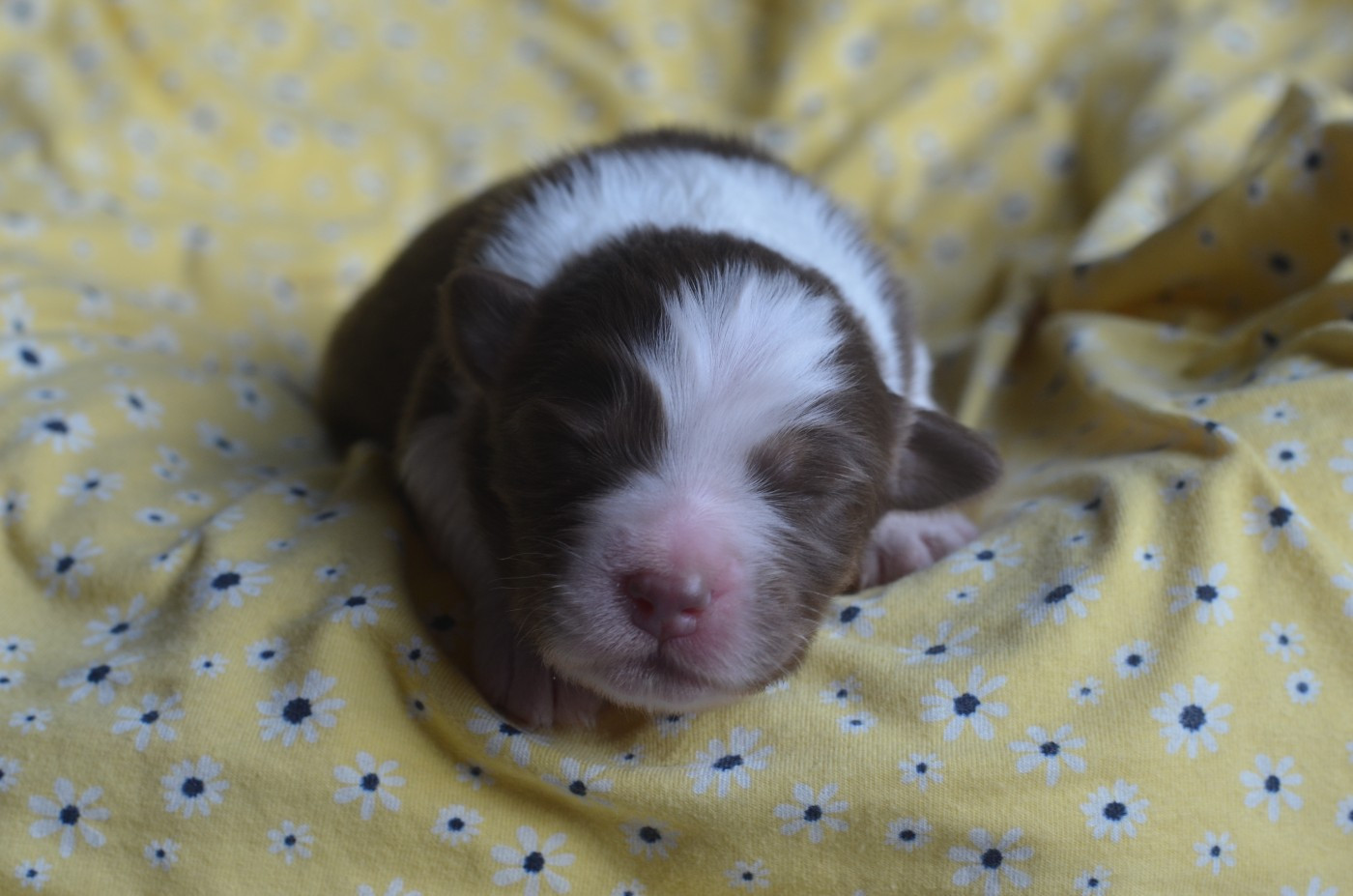 Du Domaine De Pidamel - Chiots disponibles - Berger Australien
