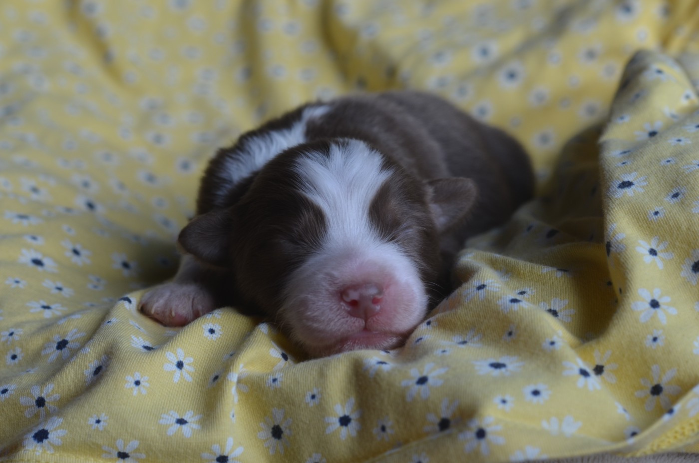 Du Domaine De Pidamel - Chiots disponibles - Berger Australien