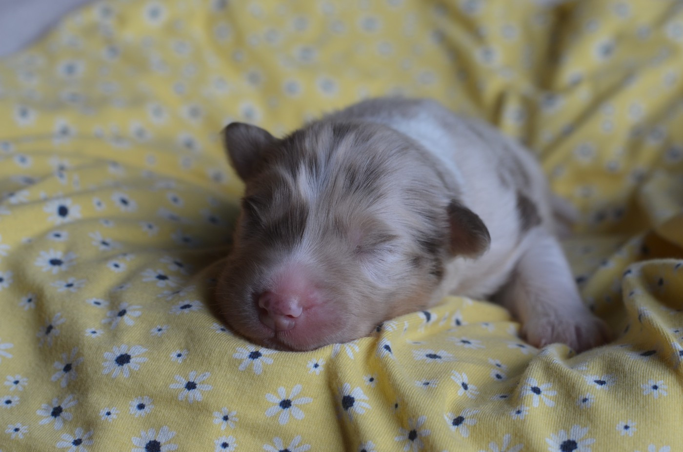 Du Domaine De Pidamel - Chiots disponibles - Berger Australien