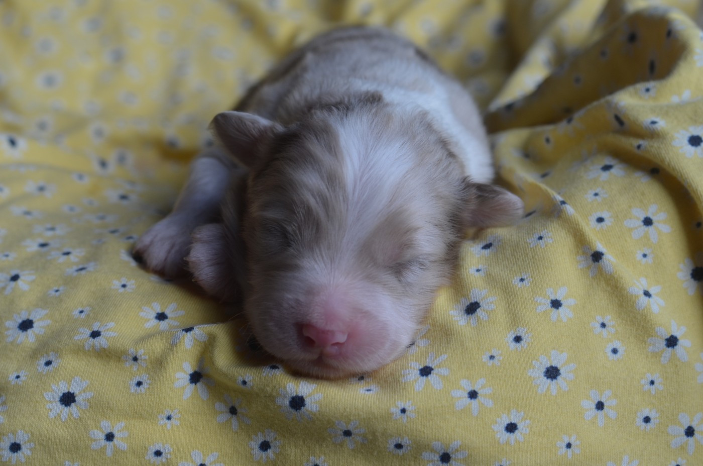 Du Domaine De Pidamel - Chiots disponibles - Berger Australien