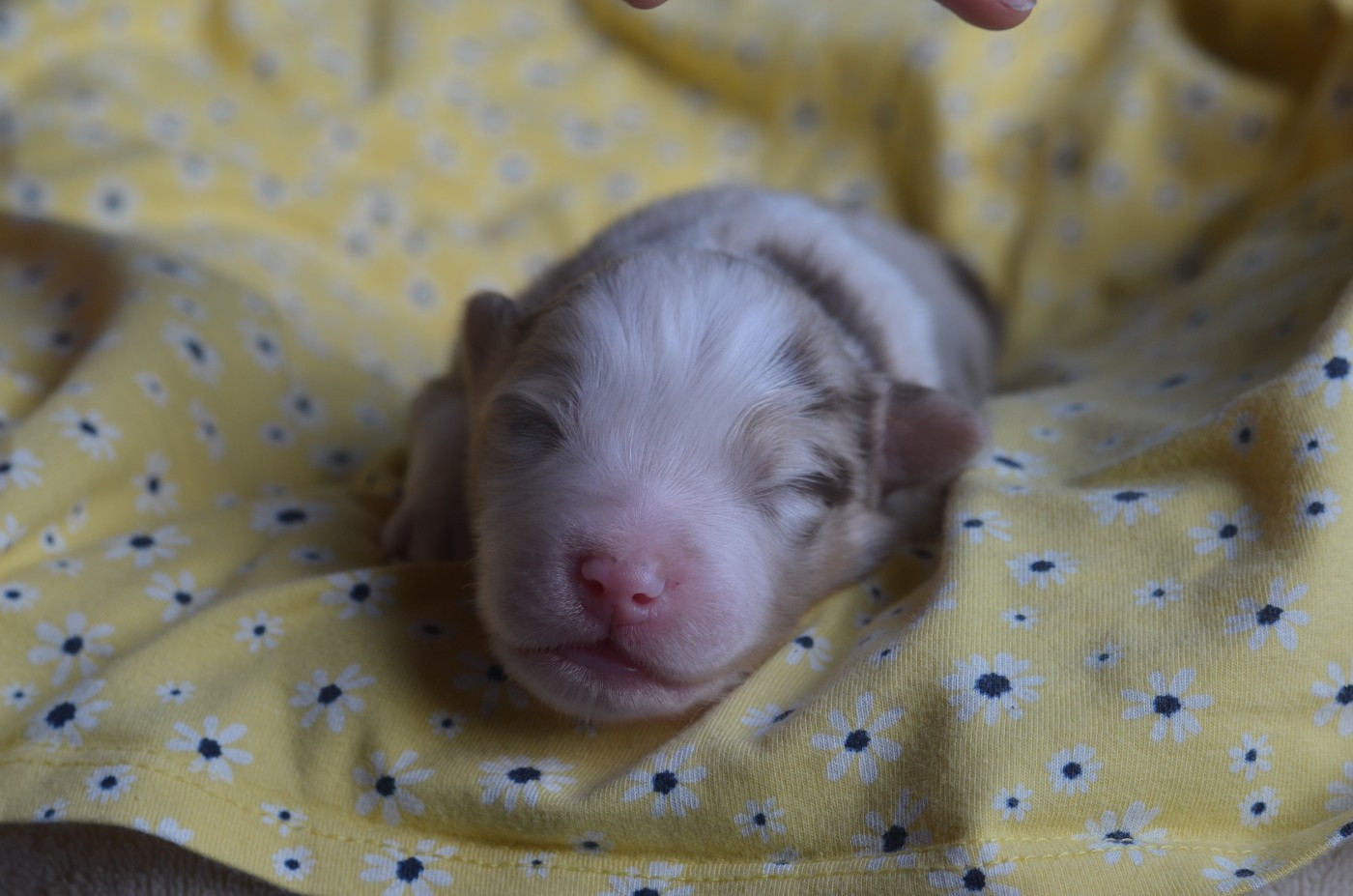 Du Domaine De Pidamel - Chiots disponibles - Berger Australien