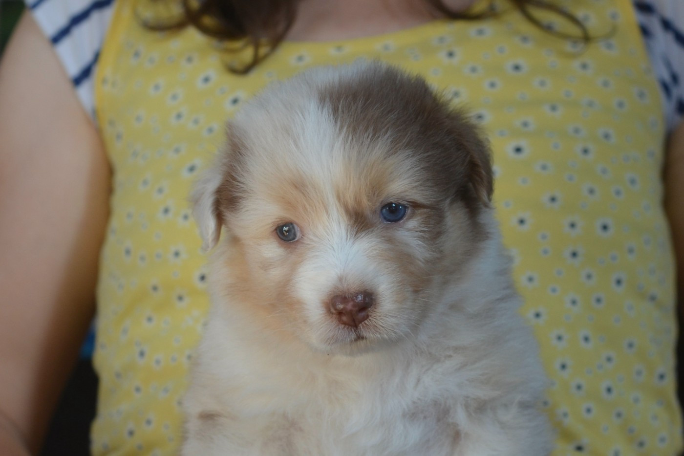 Du Domaine De Pidamel - Chiots disponibles - Berger Australien