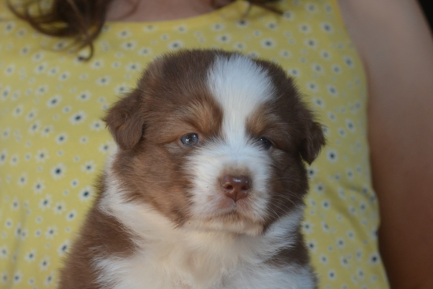 Du Domaine De Pidamel - Chiots disponibles - Berger Australien