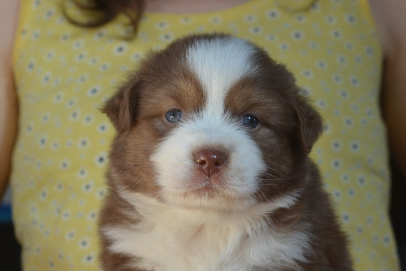 Du Domaine De Pidamel - Chiots disponibles - Berger Australien