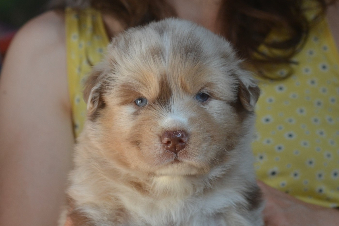 Du Domaine De Pidamel - Chiots disponibles - Berger Australien