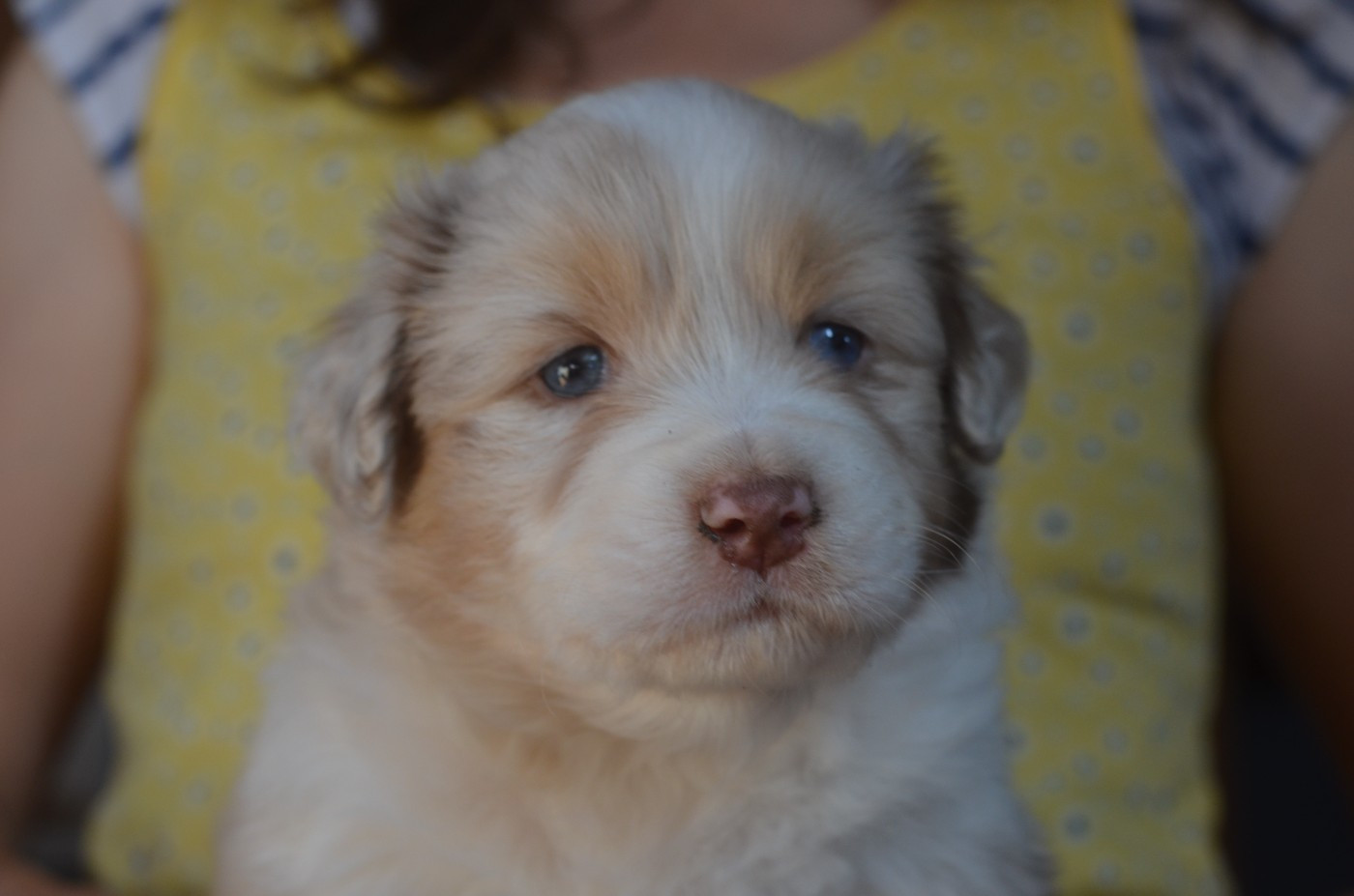 Du Domaine De Pidamel - Chiots disponibles - Berger Australien