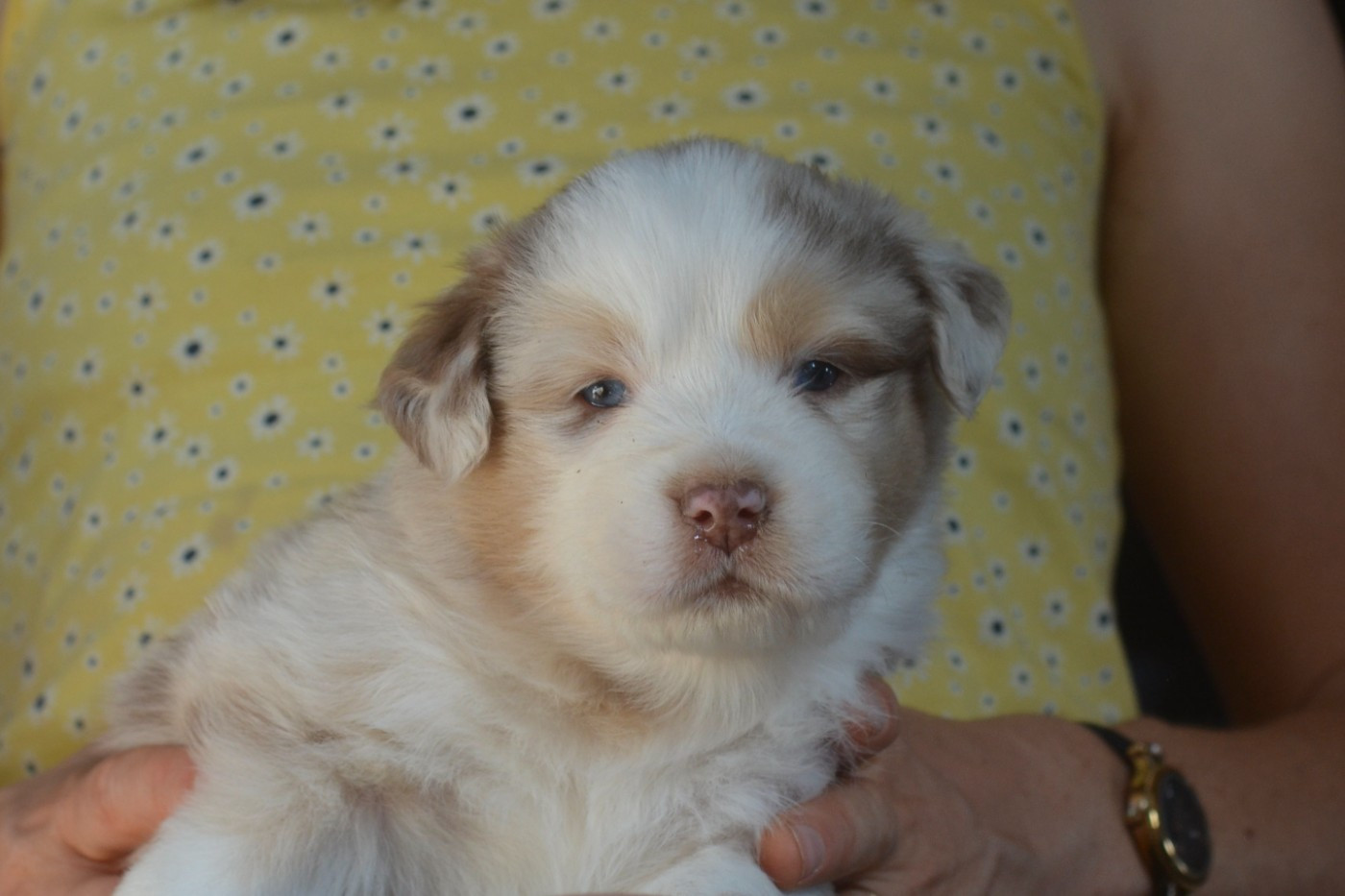 Du Domaine De Pidamel - Chiots disponibles - Berger Australien