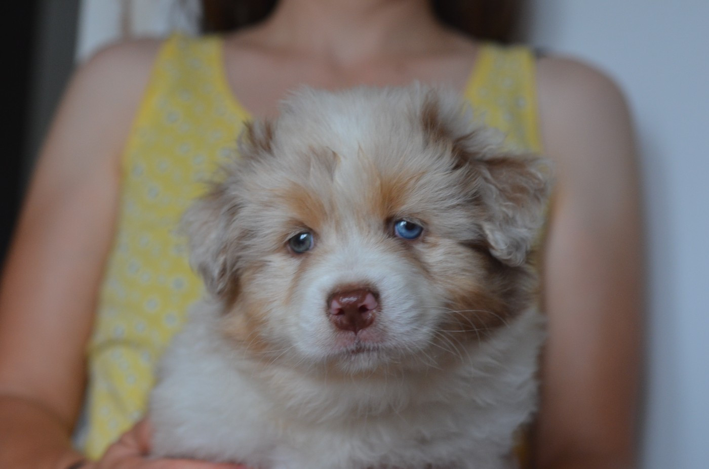 Du Domaine De Pidamel - Chiots disponibles - Berger Australien