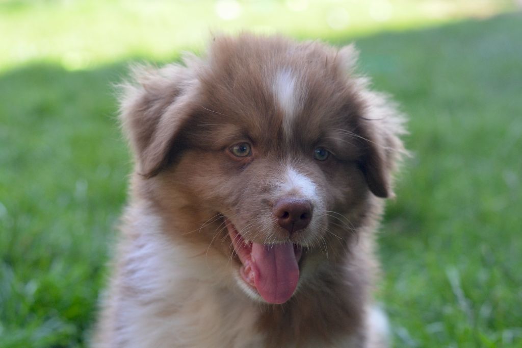 Du Domaine De Pidamel - Chiots disponibles - Berger Australien