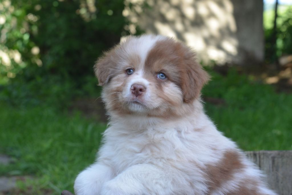 Du Domaine De Pidamel - Chiots disponibles - Berger Australien