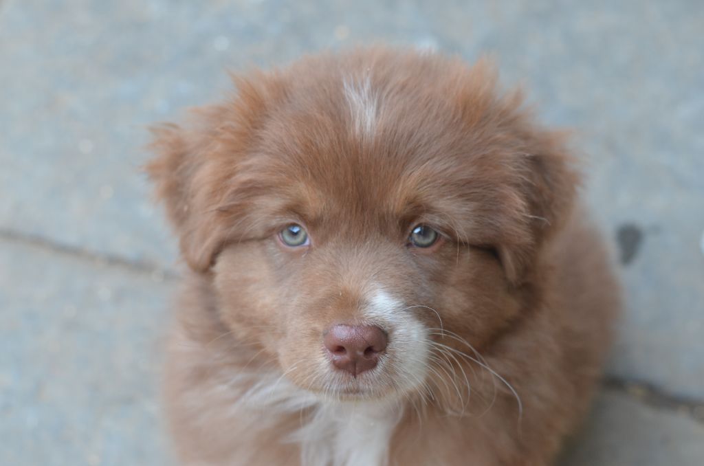 Du Domaine De Pidamel - Chiots disponibles - Berger Australien
