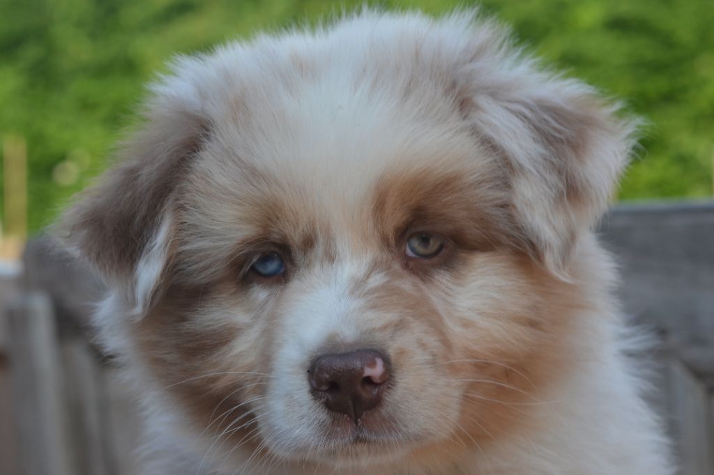 Du Domaine De Pidamel - Chiots disponibles - Berger Australien