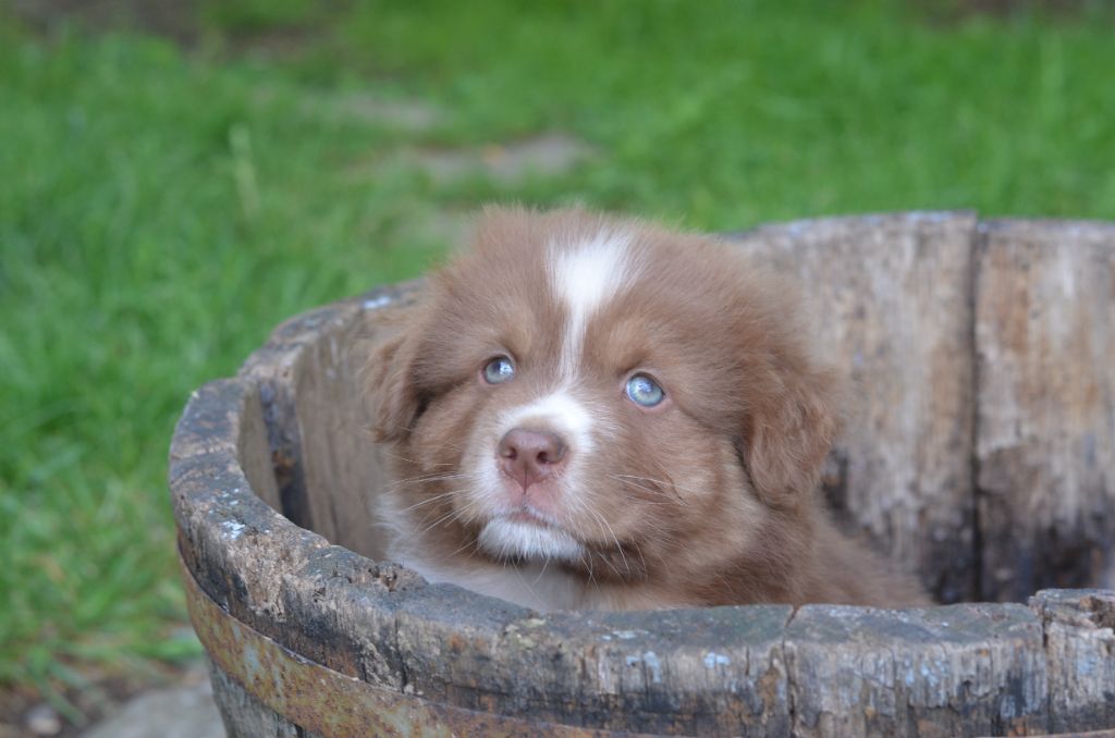 Du Domaine De Pidamel - Chiots disponibles - Berger Australien