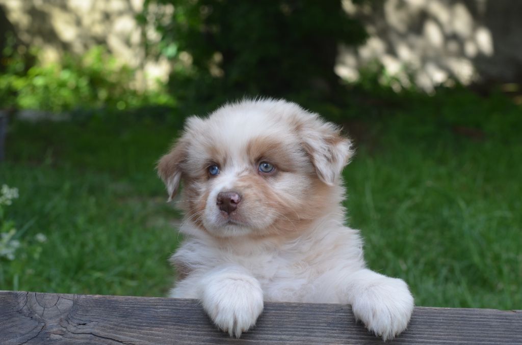 Du Domaine De Pidamel - Chiots disponibles - Berger Australien
