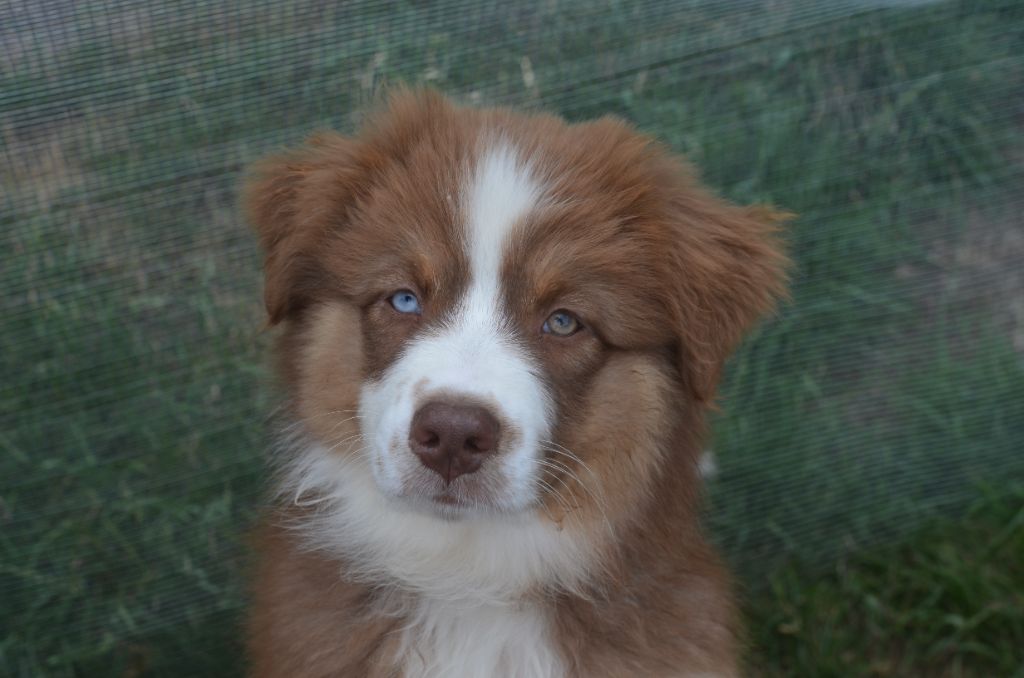 Du Domaine De Pidamel - Chiots disponibles - Berger Australien