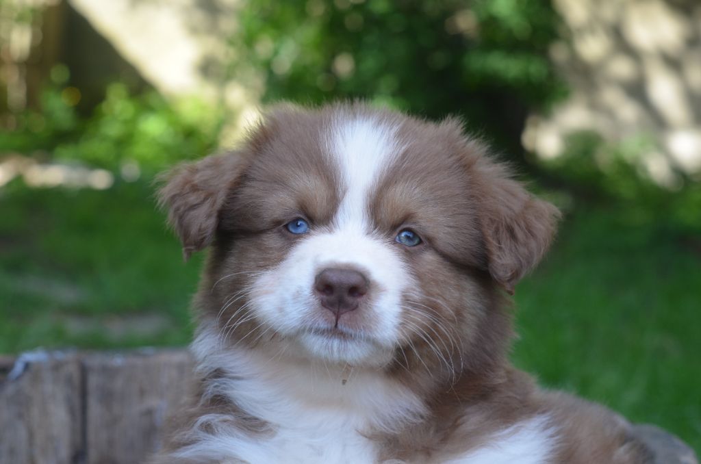 Du Domaine De Pidamel - Chiots disponibles - Berger Australien