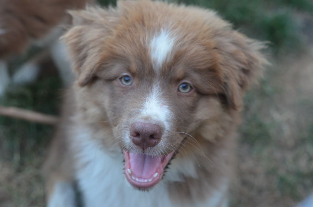 Du Domaine De Pidamel - Chiots disponibles - Berger Australien
