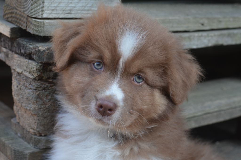 Du Domaine De Pidamel - Chiots disponibles - Berger Australien